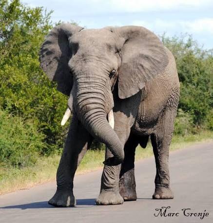 Elephant bull, Queen Elizabeth