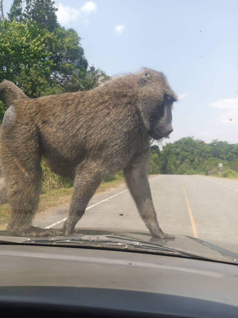 Baboon crossing the park road