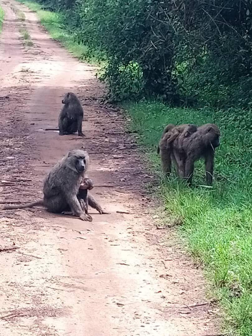 Baboon troop on the forest track