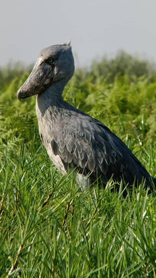 Birding in Uganda