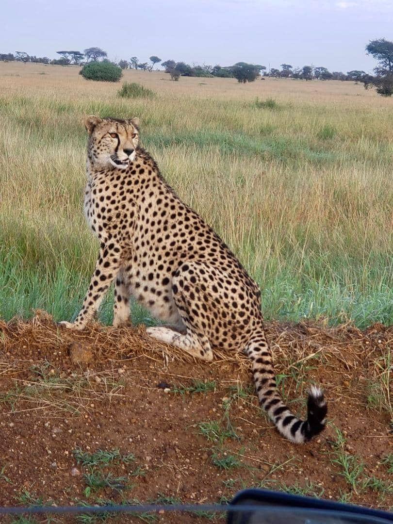 Cheetah on a termite mound, Kidepo