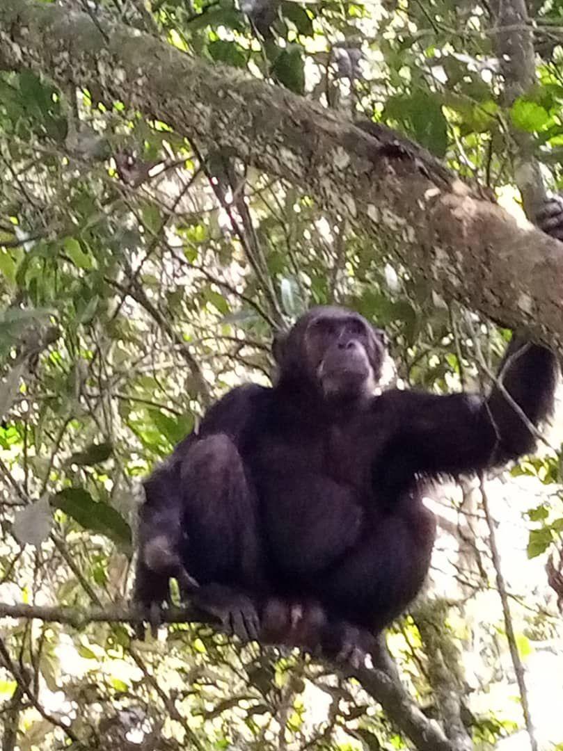Chimpanzee in a roadside tree