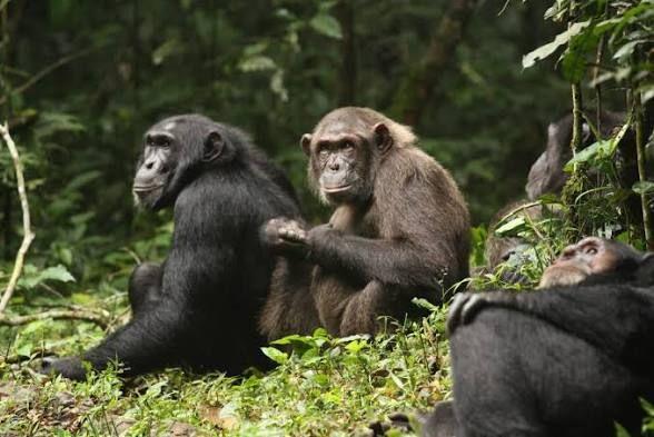 Primate Diversity