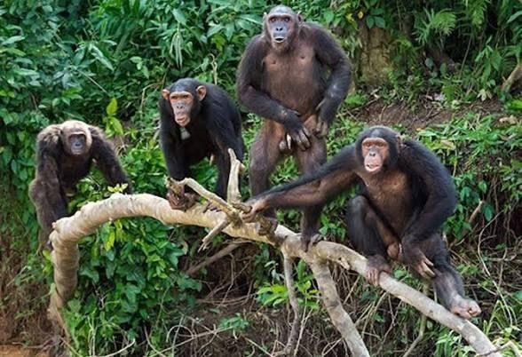 Chimpanzee high in the canopy