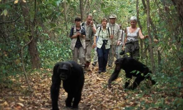 Moments from a chimpanzee trek
