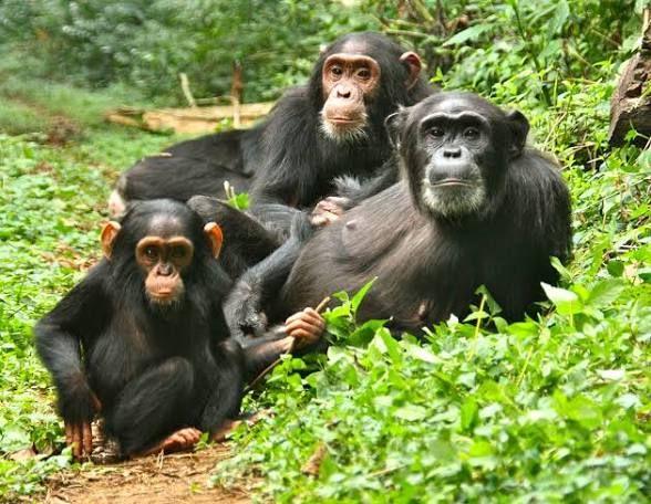 Chimpanzee portrait, Kibale