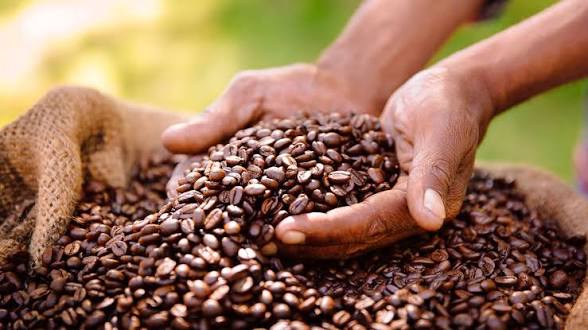 Coffee and tea tour moments (6 of 13)