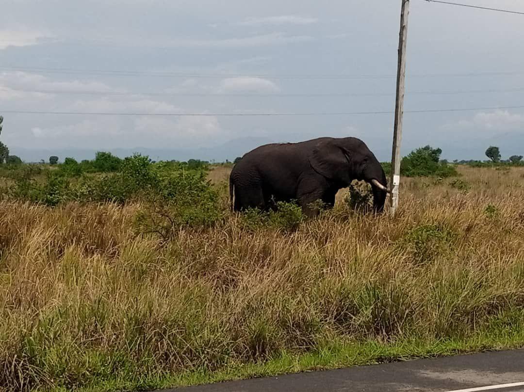 Elephant grazing beside the road