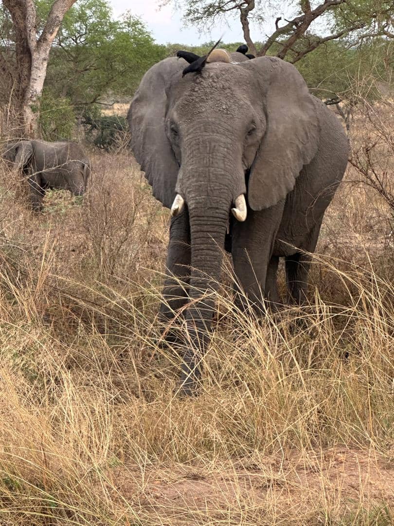 Walking Safaris