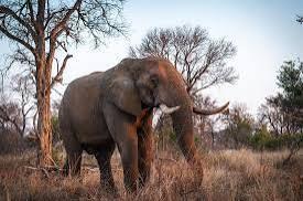 Elephant in the savanna