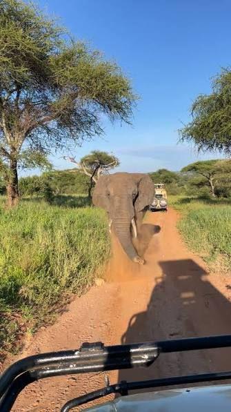 Elephant on a red-earth track