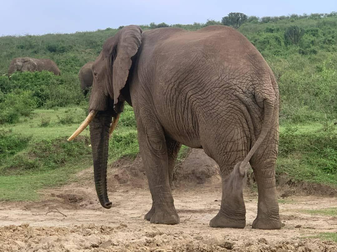 Tusker at a savanna waterhole