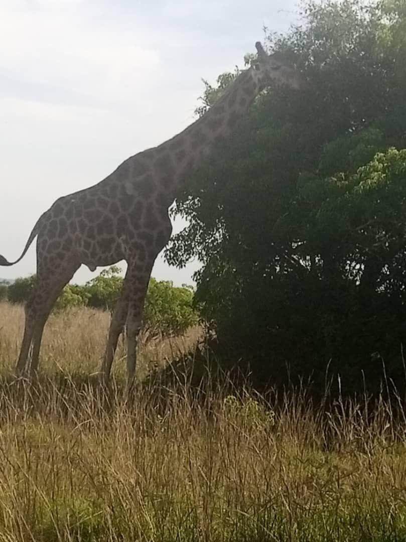 Rothschild's giraffe browsing