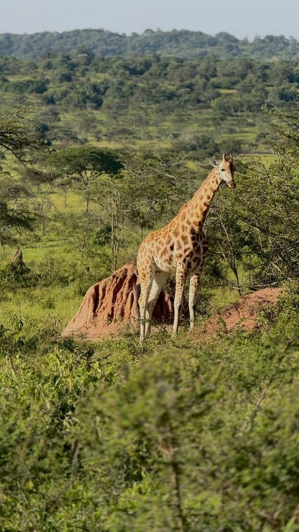 Mount Moroto