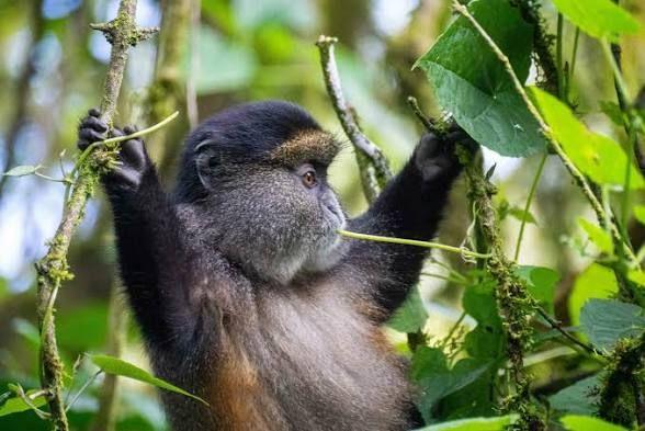 Golden monkey, Mgahinga