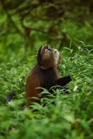 Golden monkey in the bamboo