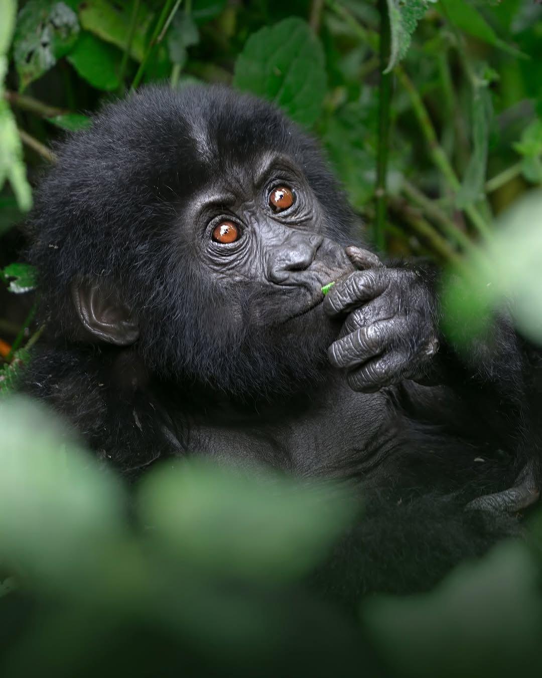Young gorilla feeding in the undergrowth
