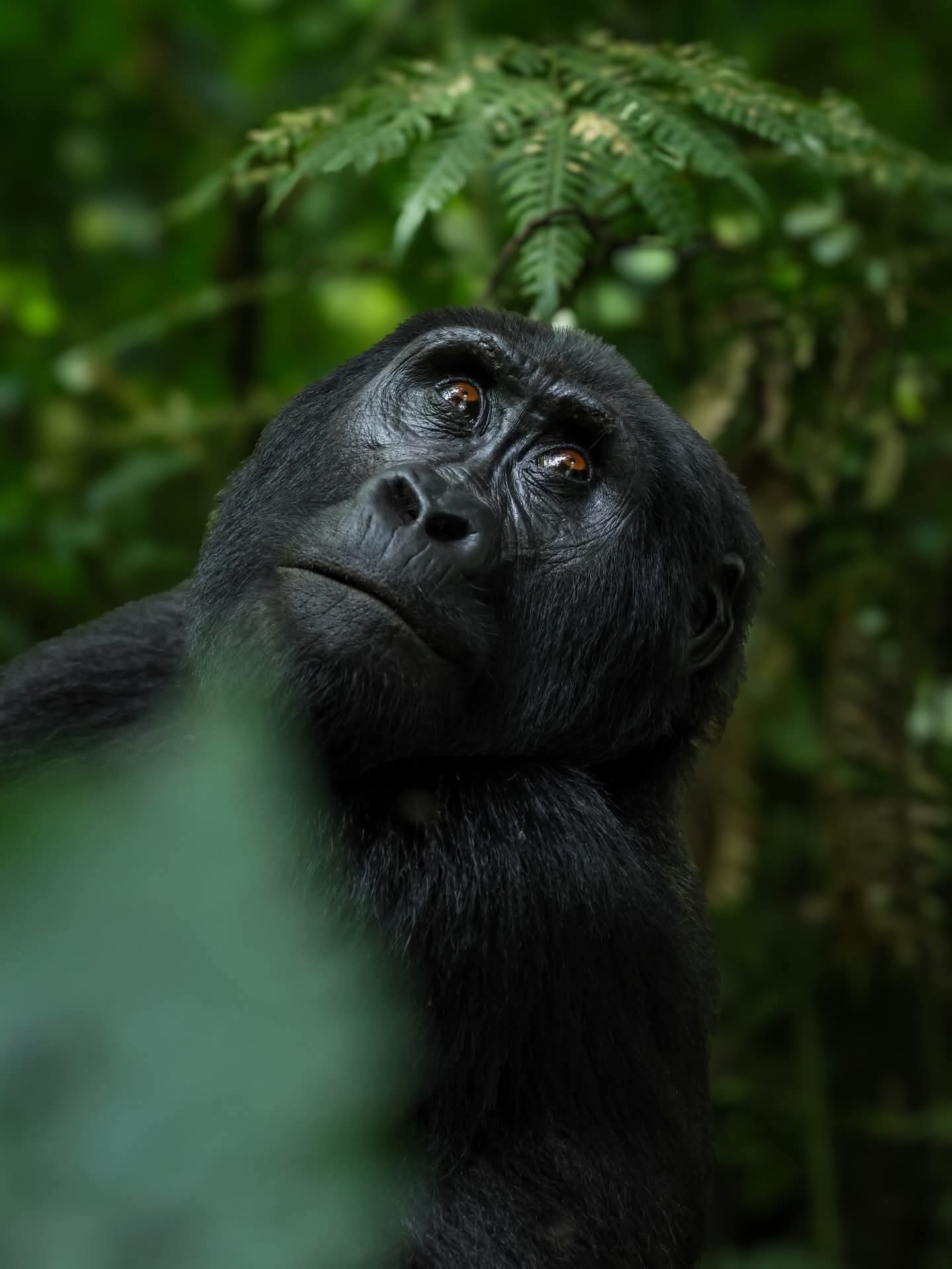 The Virunga Volcanoes