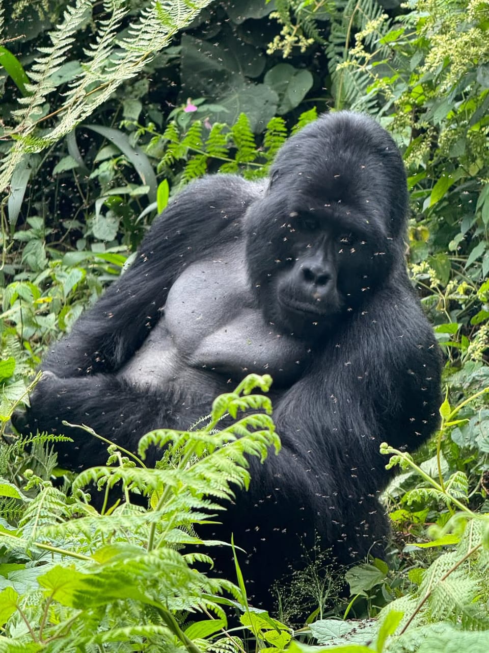 Bwindi Impenetrable Forest
