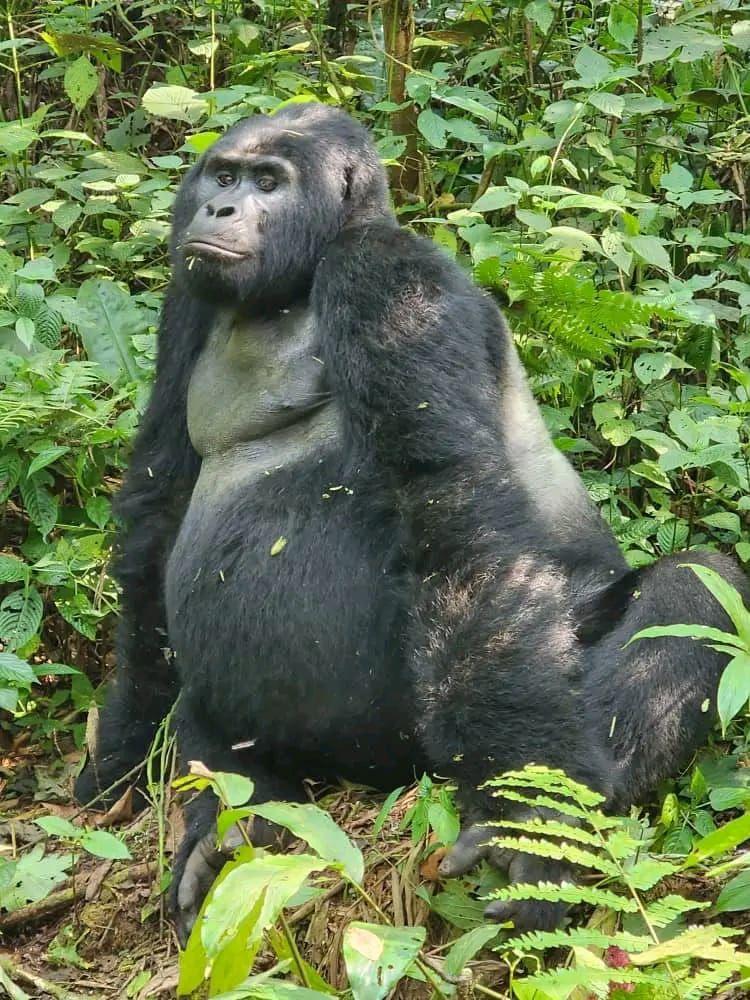 Moments from gorilla tracking