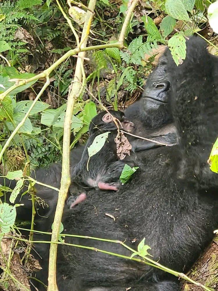 Face to face on a gorilla trek