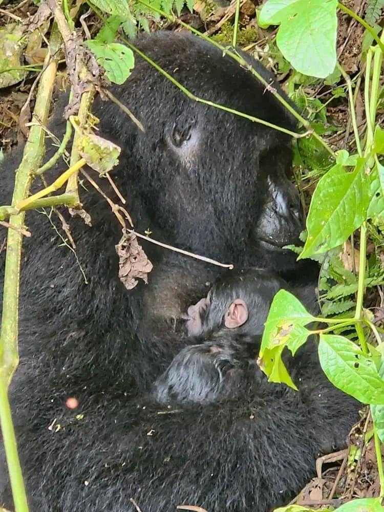 Trackers on the gorilla trail