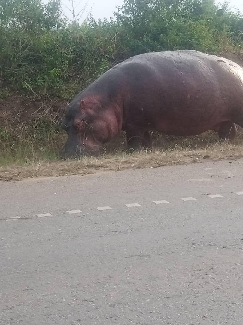 Hippo out of the water at dawn