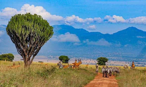 Moments in Kidepo Valley National Park (1 of 12)