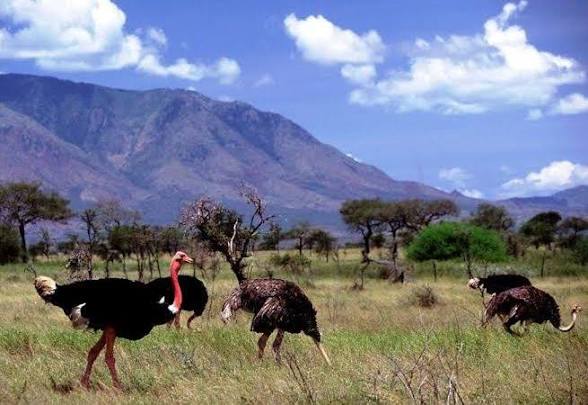 Moments in Kidepo Valley National Park (12 of 12)