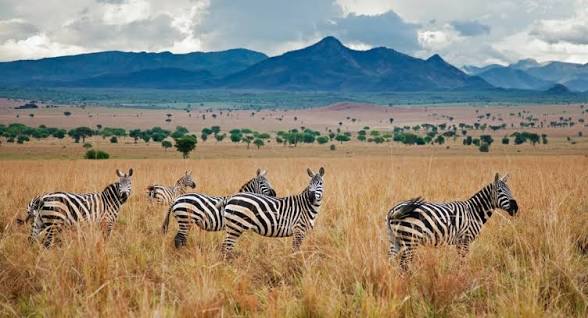 Moments in Kidepo Valley National Park (2 of 12)