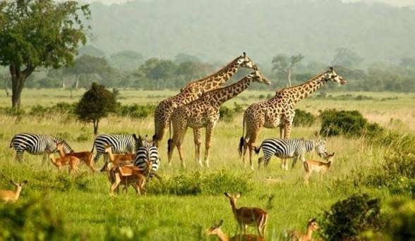 Moments in Kidepo Valley National Park (3 of 12)