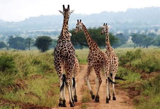 Moments in Kidepo Valley National Park (5 of 12)