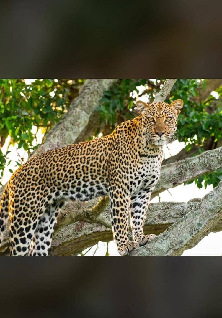 Leopard draped along a branch