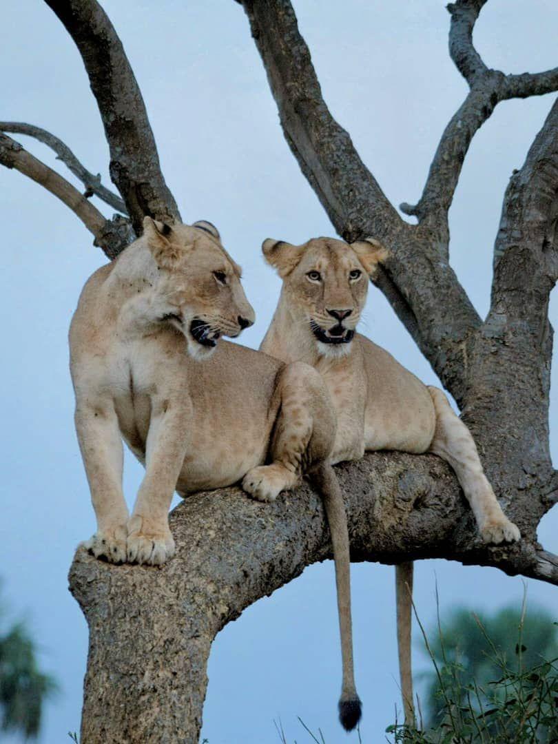 Lion cubs in a tree, Ishasha