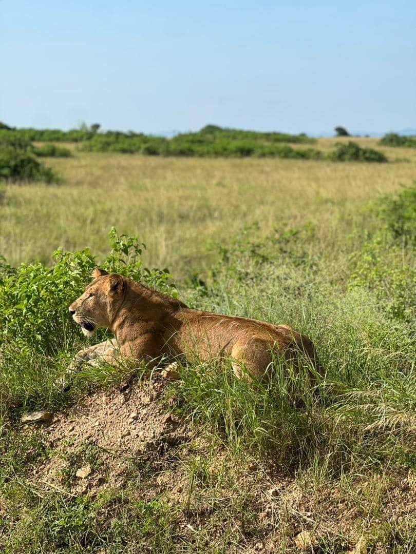 Lion resting in the open savanna
