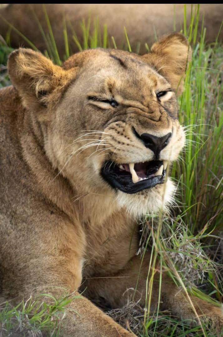 Lioness portrait in long grass