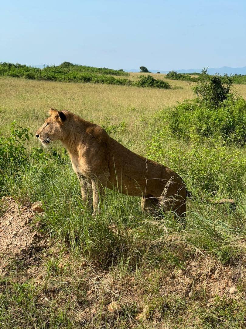 Lioness on the move