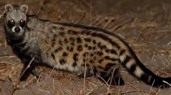 Wildlife of the Ugandan savanna