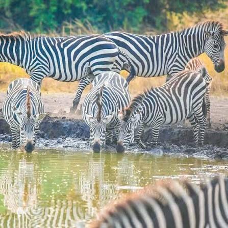 Lake Mburo National Park