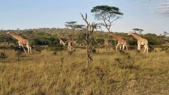 Zebra country, Lake Mburo