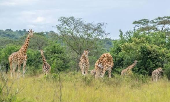 Game drive in Lake Mburo