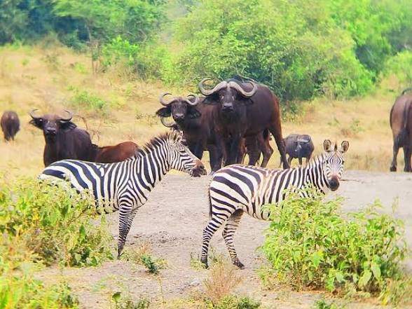Zebras and buffalo at a Lake Mburo waterhole
