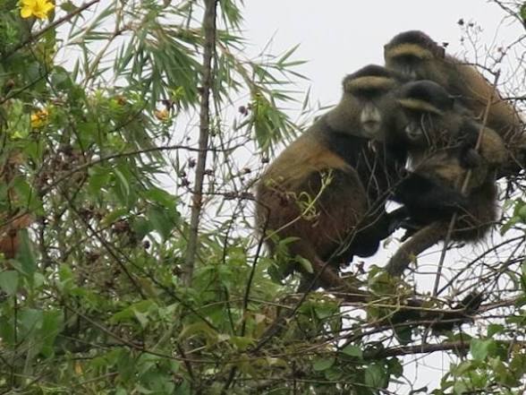 Moments from Mgahinga gorilla trekking (2 of 8)
