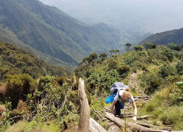 Moments from Mgahinga gorilla trekking (3 of 8)