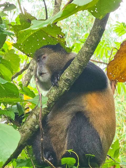 Moments from Mgahinga gorilla trekking (4 of 8)