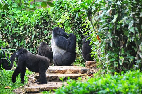 Moments from Mgahinga gorilla trekking (5 of 8)