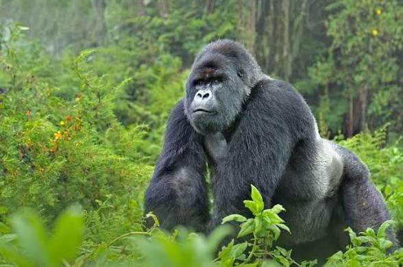 Moments from Mgahinga gorilla trekking (6 of 8)