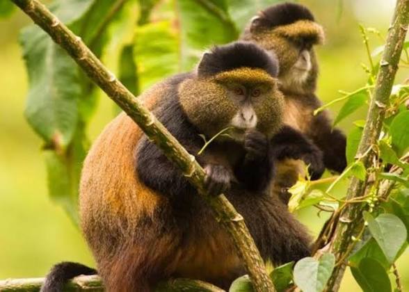 Moments from Mgahinga gorilla trekking (8 of 8)