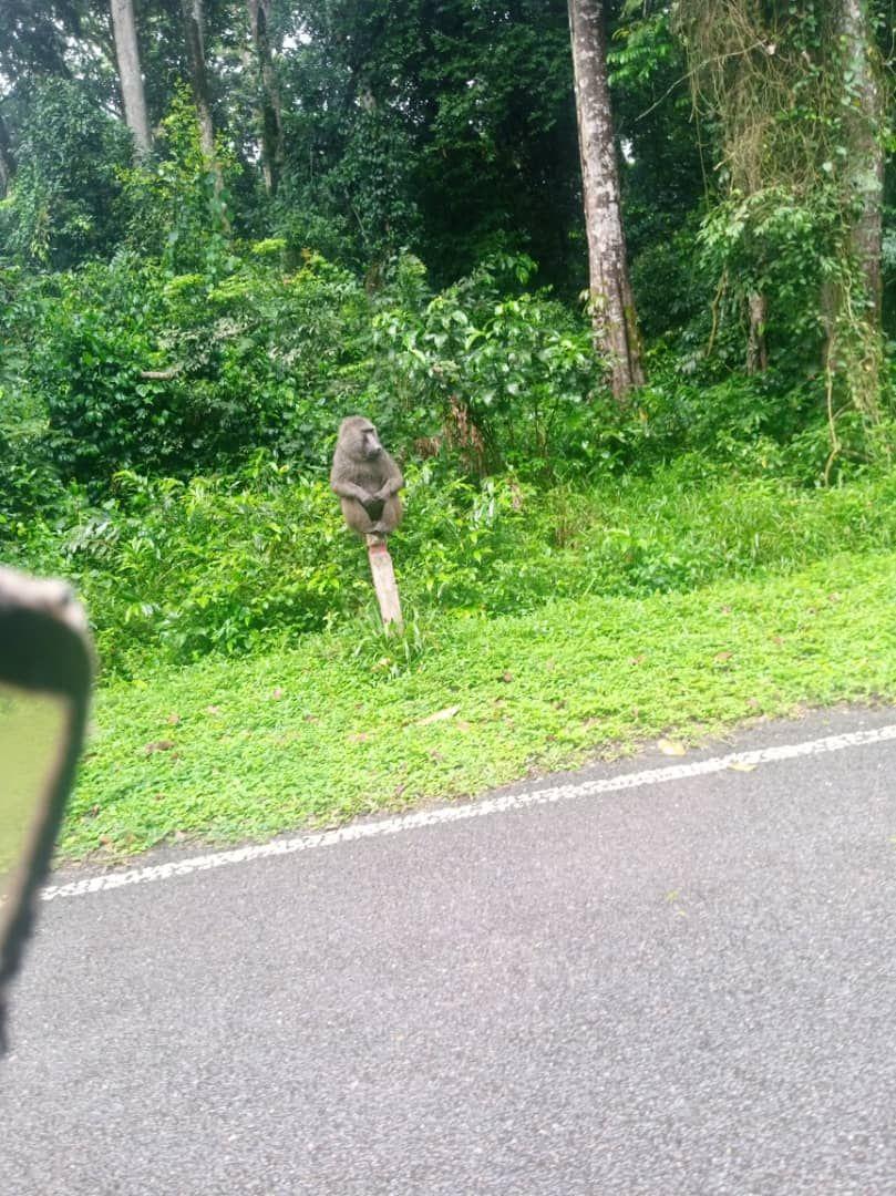 Primate spotted from the road
