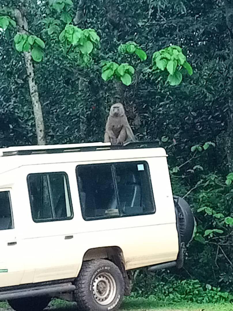 Monkey on a safari vehicle, Kibale